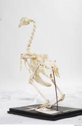 Photo Textures of Hen Skeleton